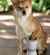 ™Purfectly Pawesome Pets Electric Paw Washing Cups for Pets - Purfectly Pawesome Pets