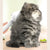 ™Purfectly Pawesome Self Cleaning Pet Hair Remover with Misting Feature - Purfectly Pawesome Pets